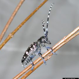 Asian Long Horned Beetle